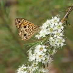 Geitoneura acantha (Ringed Xenica) at Paddys River, ACT - 5 Jan 2022 by HelenCross