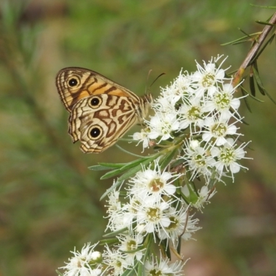 Geitoneura acantha (Ringed Xenica) at Bullen Range - 5 Jan 2022 by HelenCross