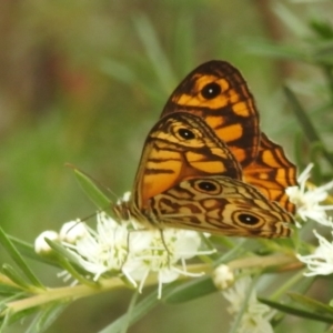 Geitoneura acantha at Paddys River, ACT - 5 Jan 2022