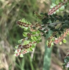 Bossiaea foliosa (Leafy Bossiaea) at Cotter River, ACT - 28 Dec 2021 by Tapirlord