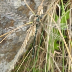 Austroargiolestes icteromelas (Common Flatwing) at Paddys River, ACT - 5 Jan 2022 by HelenCross