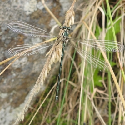 Austroargiolestes icteromelas (Common Flatwing) at Paddys River, ACT - 5 Jan 2022 by HelenCross