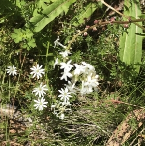 Stackhousia monogyna at Paddys River, ACT - 28 Dec 2021