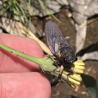 Yoyetta subalpina (Subalpine Firetail Cicada) at Cotter River, ACT - 28 Dec 2021 by Tapirlord