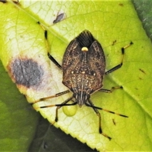 Poecilometis strigatus at Wanniassa, ACT - 5 Jan 2022