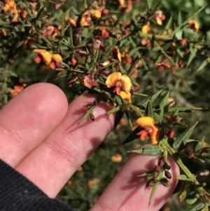 Daviesia ulicifolia subsp. ruscifolia at Cotter River, ACT - 28 Dec 2021 11:30 AM