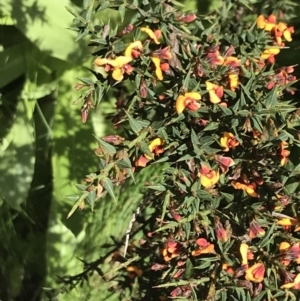 Daviesia ulicifolia subsp. ruscifolia at Cotter River, ACT - 28 Dec 2021 11:30 AM