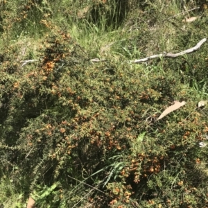 Daviesia ulicifolia subsp. ruscifolia at Cotter River, ACT - 28 Dec 2021 11:30 AM