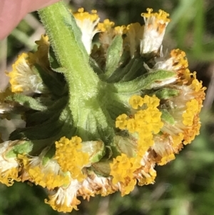 Craspedia aurantia var. aurantia at Cotter River, ACT - suppressed