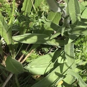 Craspedia aurantia var. aurantia at Cotter River, ACT - suppressed