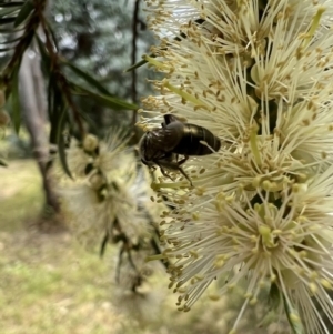 Leioproctus sp. (genus) at Murrumbateman, NSW - 5 Jan 2022