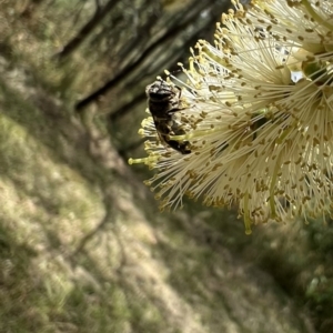 Leioproctus sp. (genus) at Murrumbateman, NSW - 5 Jan 2022