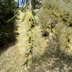 Leioproctus sp. (genus) at Murrumbateman, NSW - 5 Jan 2022