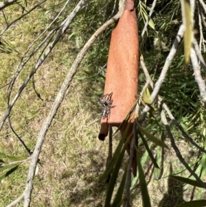 Sandalodes bipenicillatus at Murrumbateman, NSW - 5 Jan 2022 01:23 PM