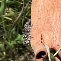 Sandalodes bipenicillatus at Murrumbateman, NSW - 5 Jan 2022 01:23 PM