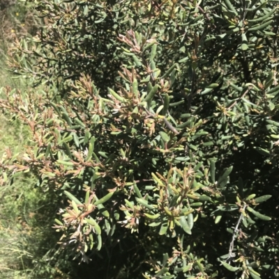 Persoonia subvelutina at Cotter River, ACT - 28 Dec 2021 by Tapirlord