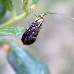 Nemophora sparsella (An Adelid Moth) at Jerrabomberra, NSW - 4 Jan 2022 by Steve_Bok