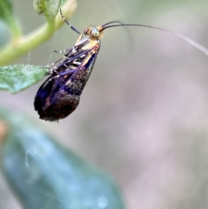 Nemophora sparsella at Jerrabomberra, NSW - 5 Jan 2022 07:18 AM