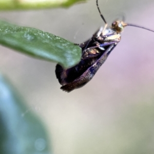 Nemophora sparsella at Jerrabomberra, NSW - 5 Jan 2022