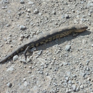 Tiliqua nigrolutea at Long Plain, NSW - 5 Jan 2022