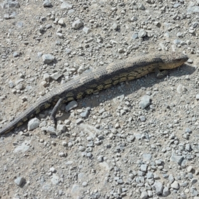 Tiliqua nigrolutea (Blotched Blue-tongue) at Kosciuszko National Park - 5 Jan 2022 by GirtsO