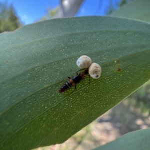 Carphurus sp. (genus) at Murrumbateman, NSW - 3 Jan 2022