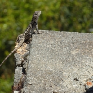 Amphibolurus muricatus at Yaouk, NSW - 5 Jan 2022