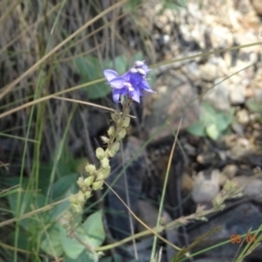 Veronica perfoliata (Digger's Speedwell) at Kosciuszko National Park, NSW - 5 Jan 2022 by GirtsO