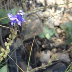 Veronica perfoliata at Kosciuszko National Park, NSW - 5 Jan 2022