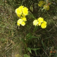 Crepis capillaris (Smooth Hawksbeard) at Tantangara, NSW - 5 Jan 2022 by GirtsO