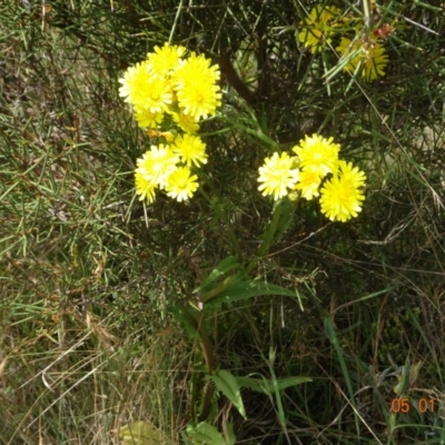 Crepis capillaris (Smooth Hawksbeard) at Tantangara, NSW - 5 Jan 2022 by GirtsO