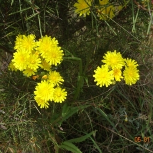 Crepis capillaris at Tantangara, NSW - 5 Jan 2022