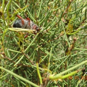 Anoplognathus sp. (genus) at Tantangara, NSW - 5 Jan 2022