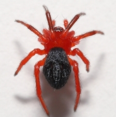 Nicodamidae (family) at Evatt, ACT - 4 Jan 2022 04:35 PM