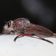 Neoaratus hercules (Herculean Robber Fly) at Acton, ACT - 4 Jan 2022 by TimL