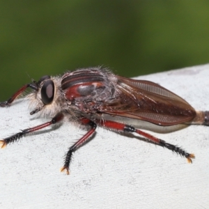 Neoaratus hercules at Acton, ACT - 5 Jan 2022 10:06 AM