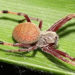 Salsa fuliginata (Sooty Orb-weaver) at Acton, ACT - 28 Dec 2021 by TimL