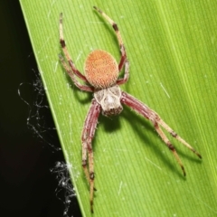 Salsa fuliginata at Acton, ACT - 28 Dec 2021 12:12 PM