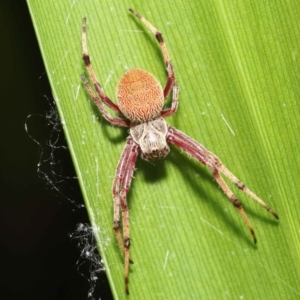 Salsa fuliginata at Acton, ACT - 28 Dec 2021 12:12 PM