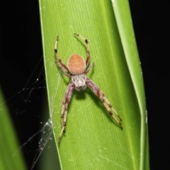 Salsa fuliginata at Acton, ACT - 28 Dec 2021 12:12 PM