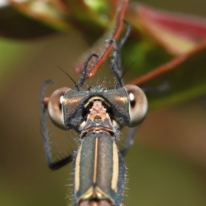 Austrolestes leda at Evatt, ACT - 2 Jan 2022