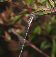 Austrolestes leda at Evatt, ACT - 2 Jan 2022