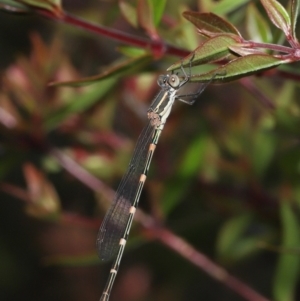 Austrolestes leda at Evatt, ACT - 2 Jan 2022 03:37 PM