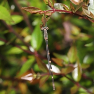 Austrolestes leda at Evatt, ACT - 2 Jan 2022