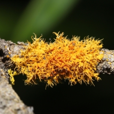Teloschistes sp. (genus) (A lichen) at ANBG - 5 Jan 2022 by TimL