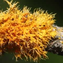 Teloschistes sp. (genus) at Acton, ACT - 5 Jan 2022