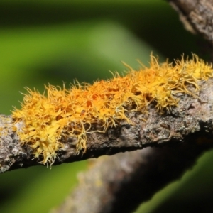 Teloschistes sp. (genus) at Acton, ACT - 5 Jan 2022