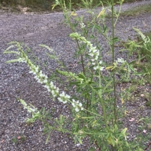 Melilotus albus at Carwoola, NSW - 6 Jan 2022