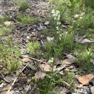 Melilotus albus at Carwoola, NSW - 9 Nov 2021