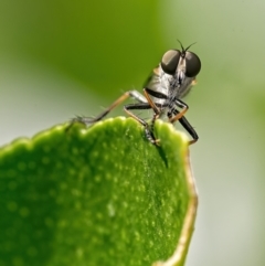 Cerdistus sp. (genus) (Slender Robber Fly) at Weston, ACT - 4 Jan 2022 by Kenp12